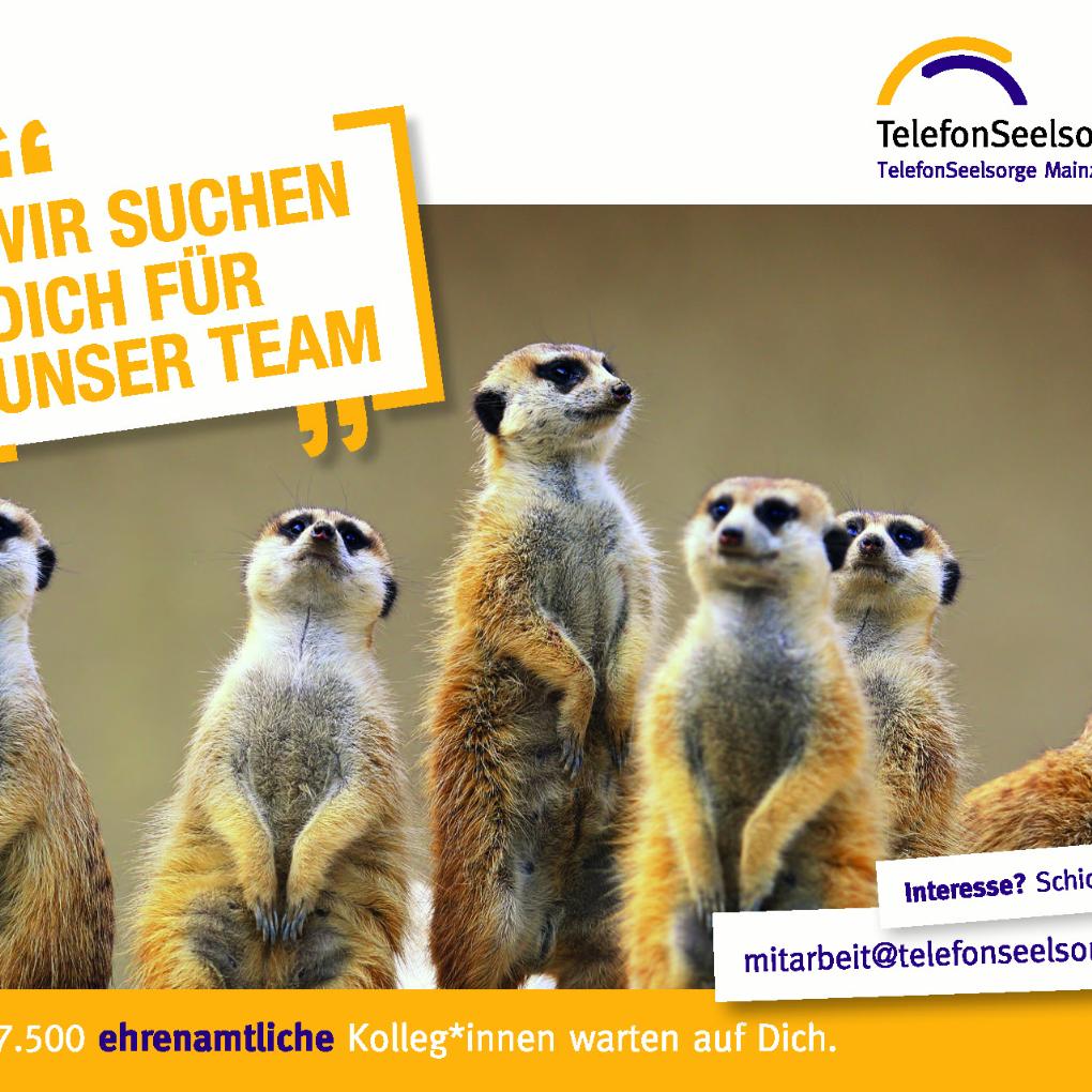 Postkarte Mz-Wi Erdmännchen