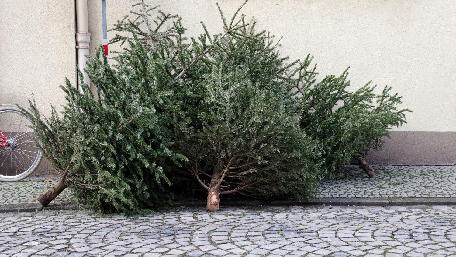 ausgediente weihnachtsbäume am straßenrand