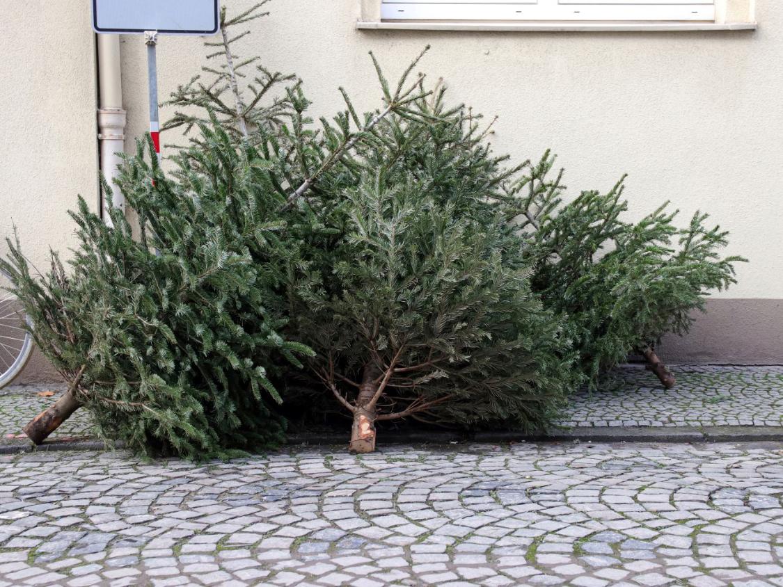 ausgediente weihnachtsbäume am straßenrand
