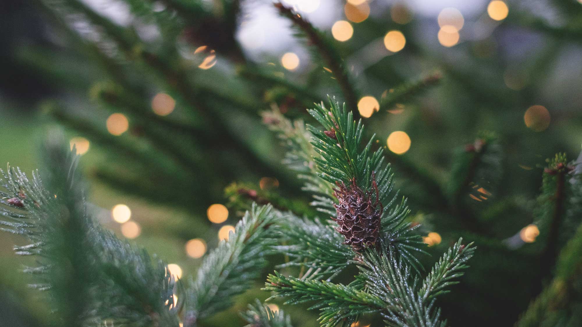 Weihnachtsbaumverkauf (c) BM