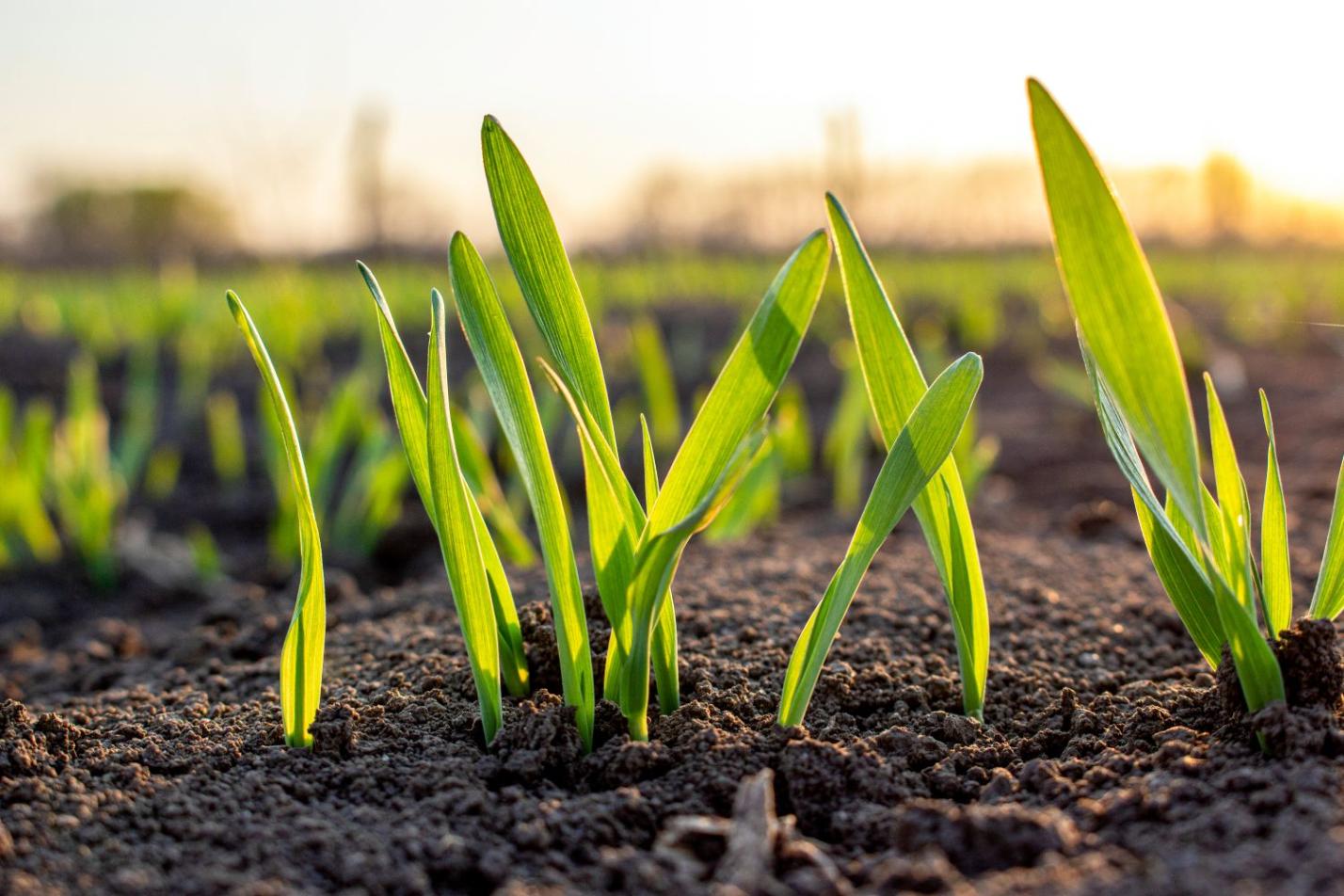weizen