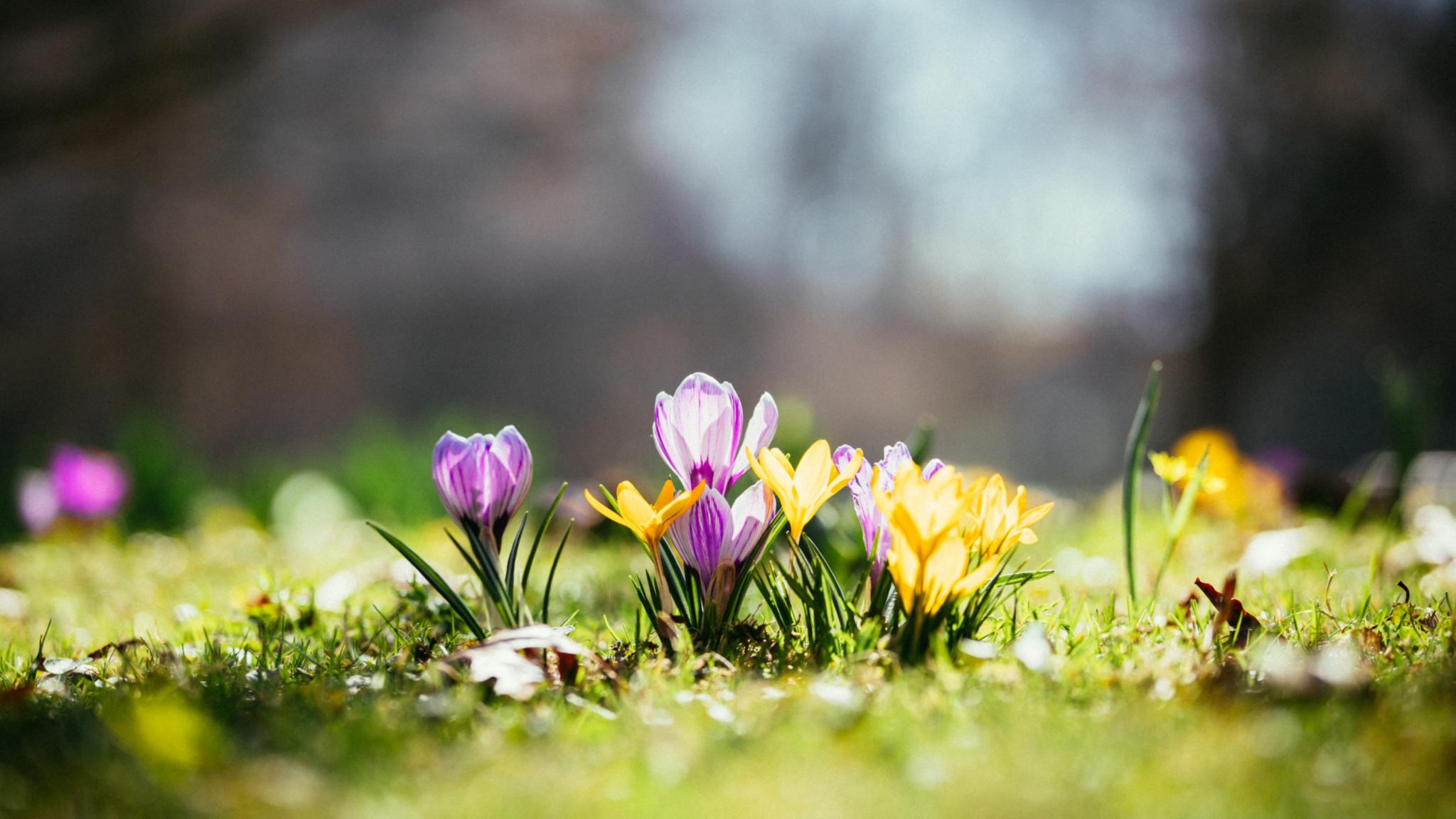 Erste Boten des Frühlings