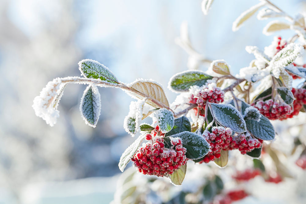 Eisheilige: Im Einklang mit der Natur