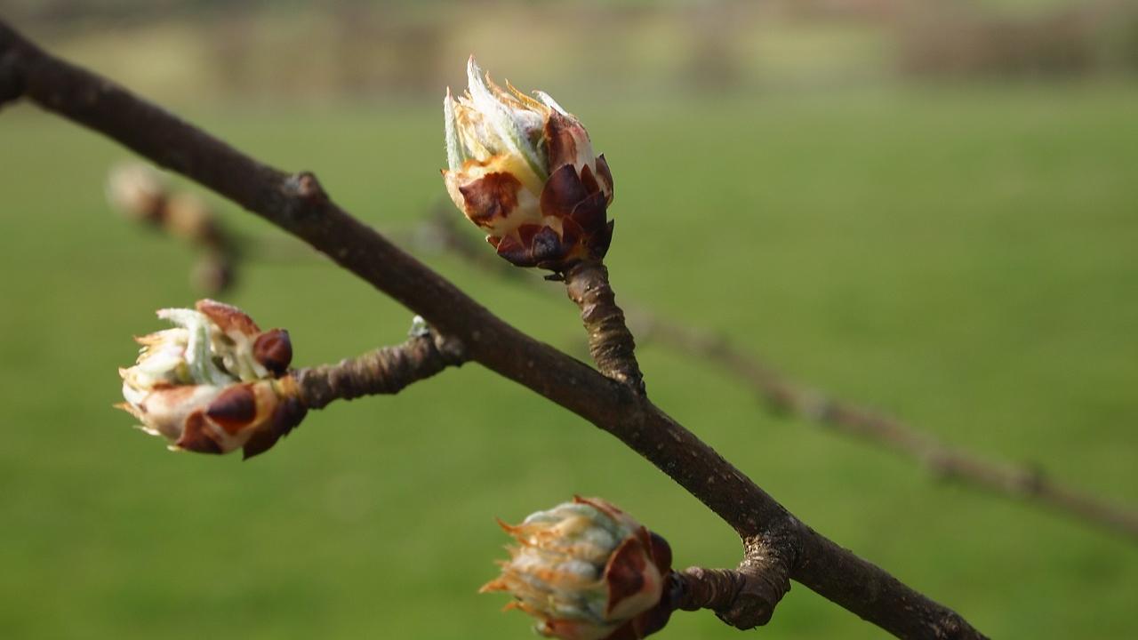 Erste Frühlingsboten