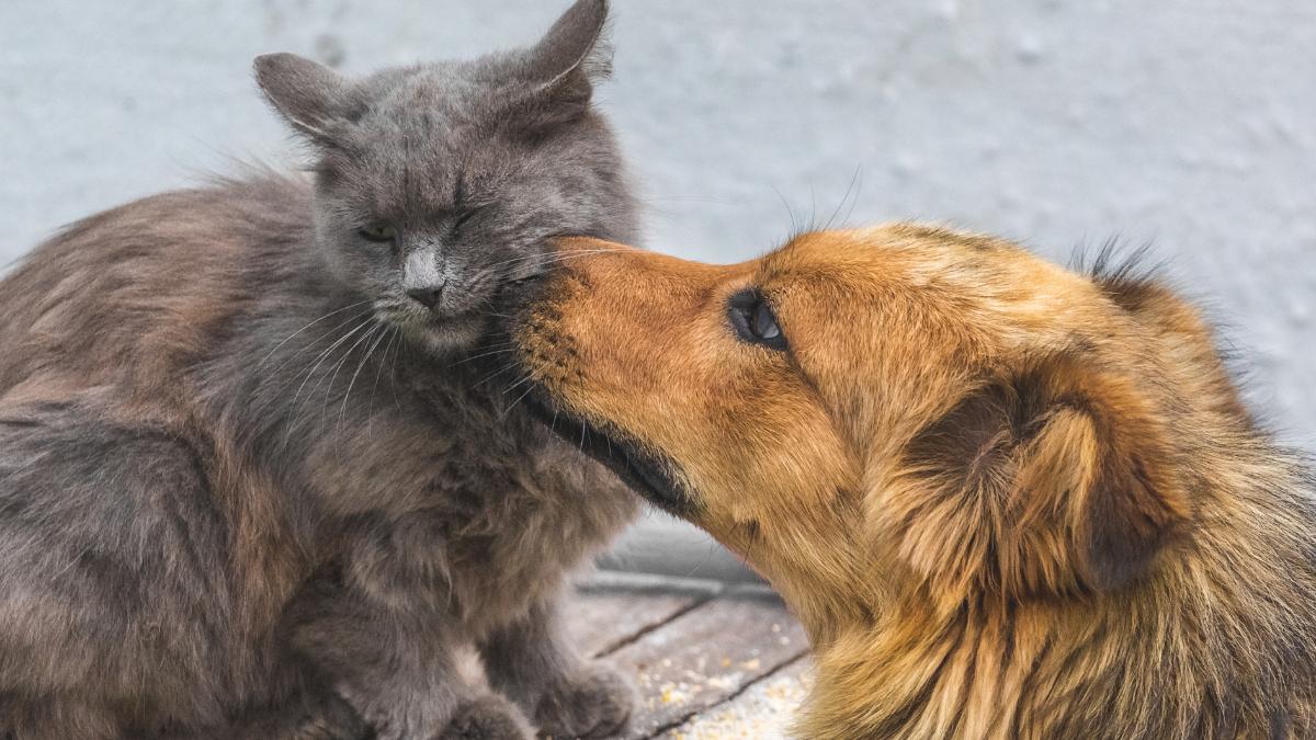 Hund mit Katze