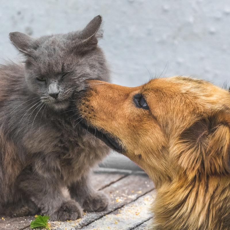 Hund mit Katze