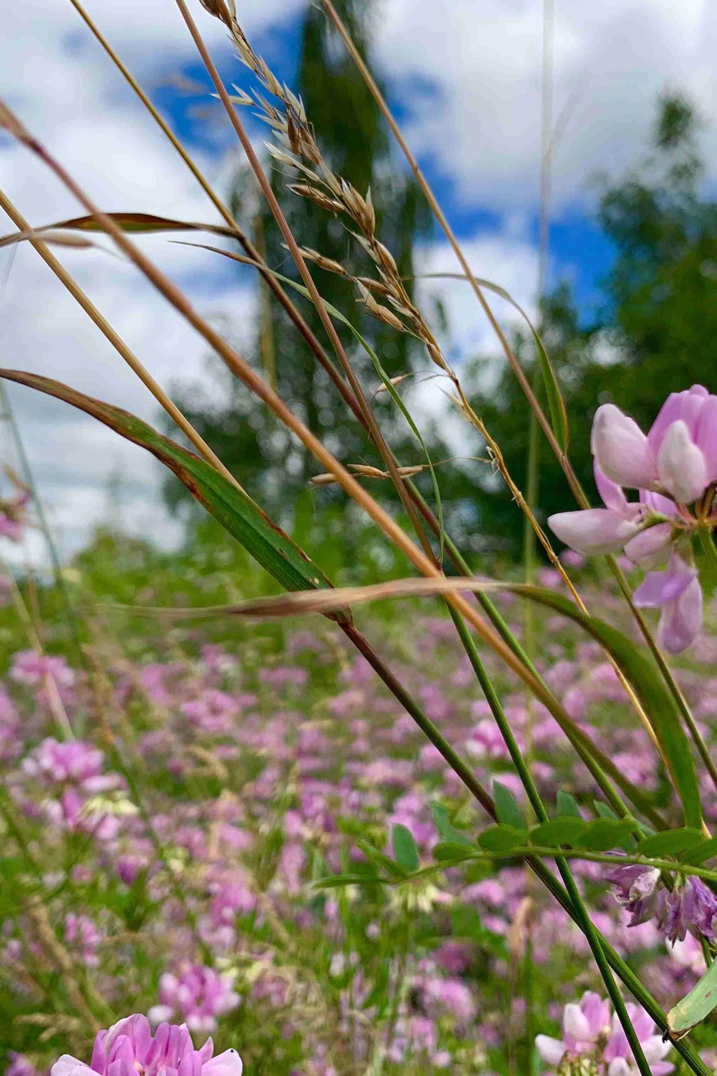 Sommerwiese