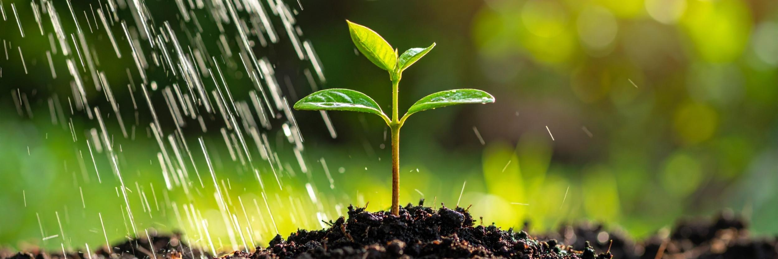 Same der Hoffnung: Willkommen 2026!