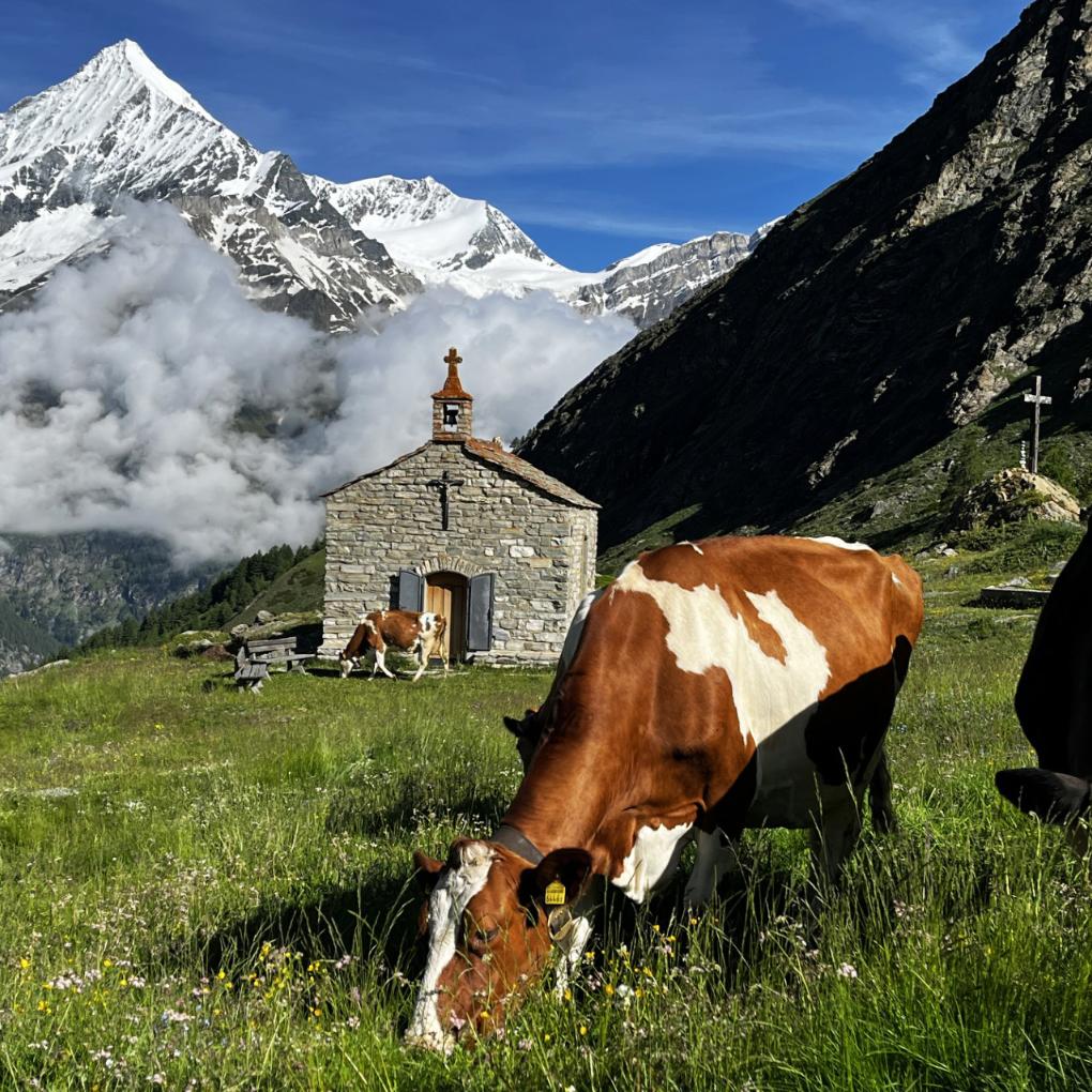 Sommer auf der Alm