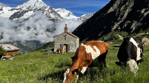 Sommer auf der Alm