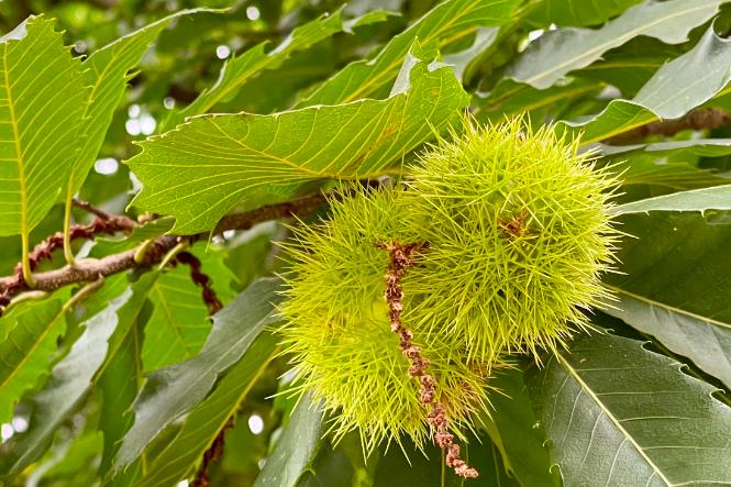 Kastanienbaum im Herbst