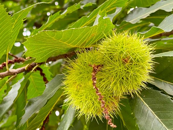 Kastanienbaum im Herbst