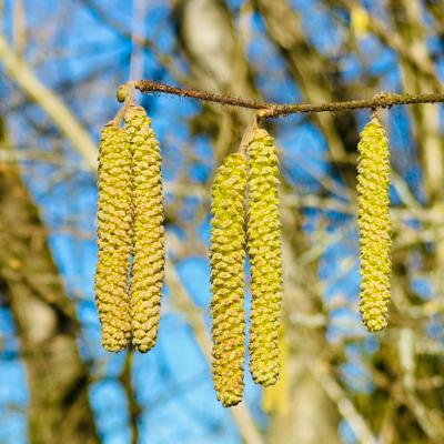 Vorfrühling