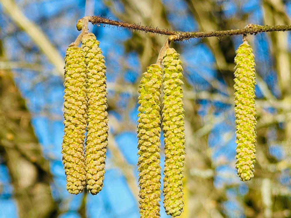 Vorfrühling