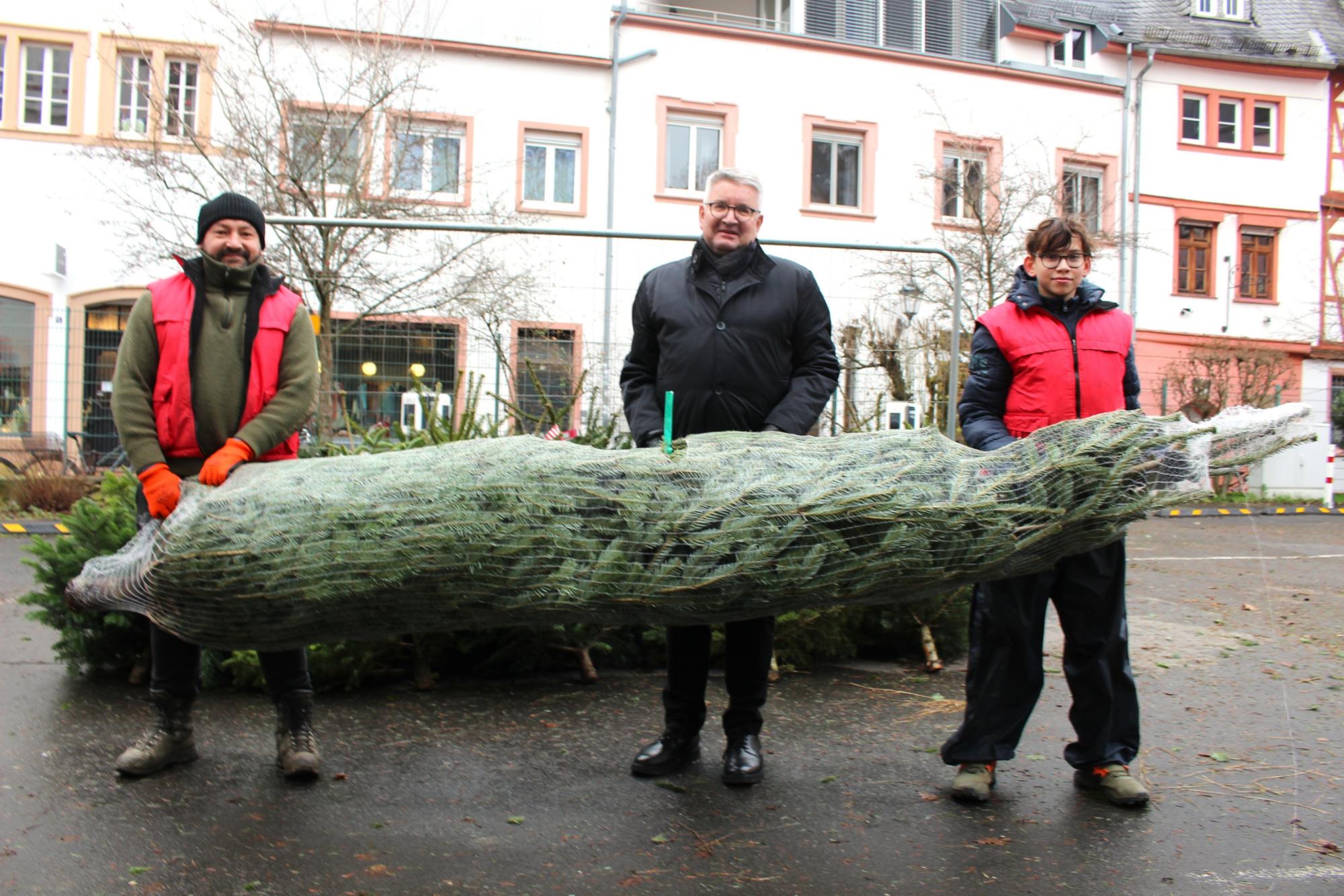 Mainz, 13. Dezember 2025: Die Bäume, die Bischof Peter Kohlgraf beim Weihnachtsbaumverkauf des Mainzer Dombauvereins für das Bischofshaus mitgenommen hat,  kommen vom Forstbetrieb Zimmermann aus dem Soonwald. (c) Bistum Mainz / Blum