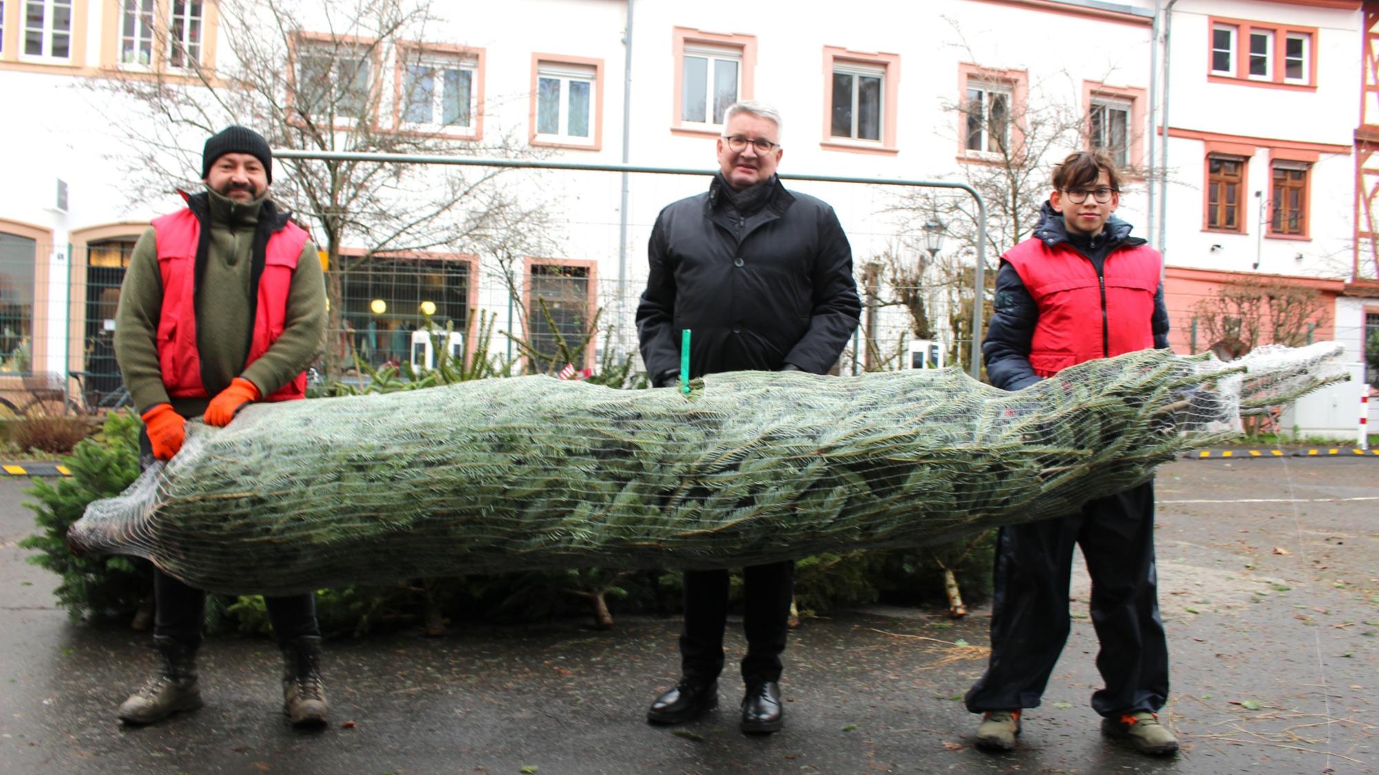 Mainz, 13. Dezember 2025: Die Bäume, die Bischof Peter Kohlgraf beim Weihnachtsbaumverkauf des Mainzer Dombauvereins für das Bischofshaus mitgenommen hat,  kommen vom Forstbetrieb Zimmermann aus dem Soonwald.