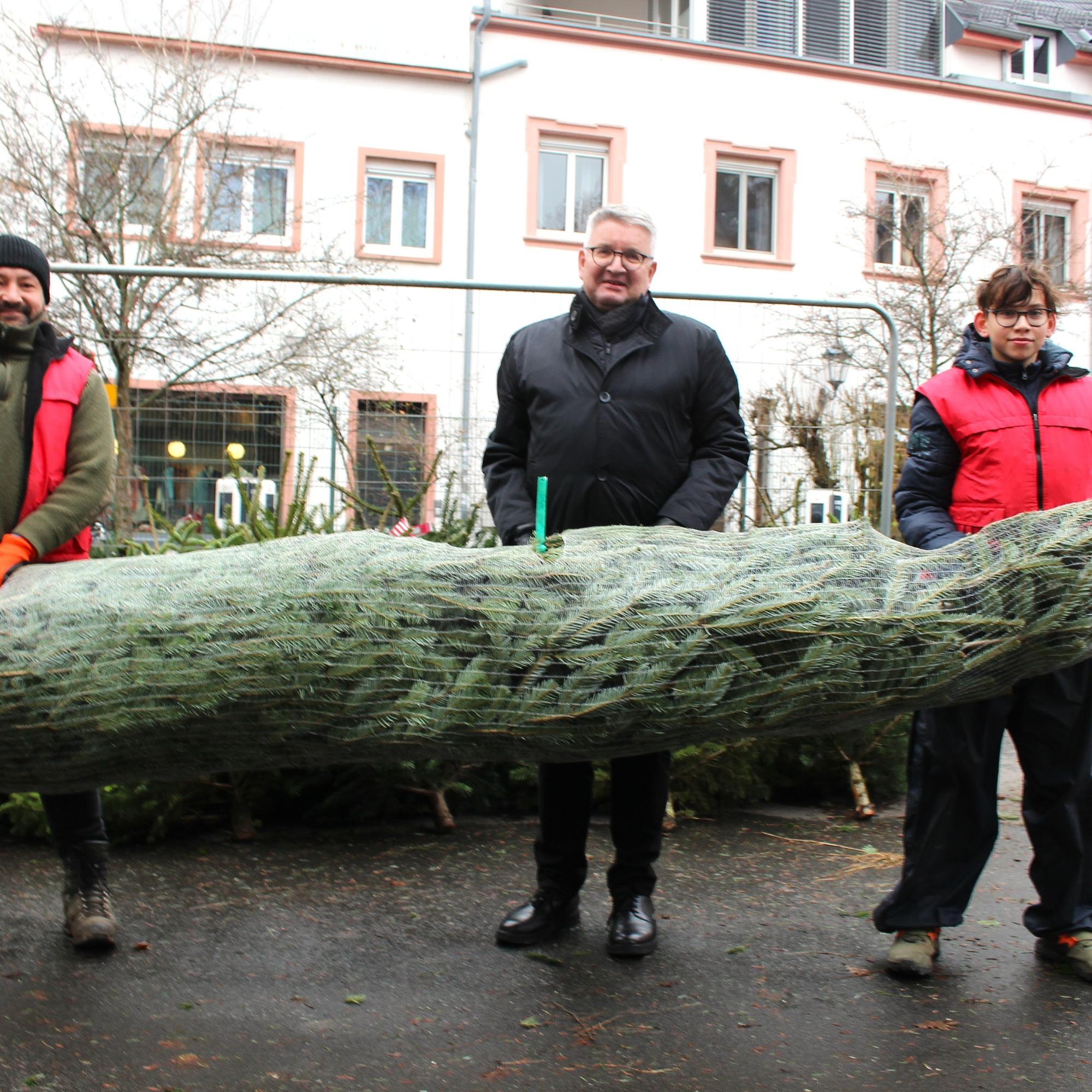 Mainz, 13. Dezember 2025: Die Bäume, die Bischof Peter Kohlgraf beim Weihnachtsbaumverkauf des Mainzer Dombauvereins für das Bischofshaus mitgenommen hat,  kommen vom Forstbetrieb Zimmermann aus dem Soonwald.