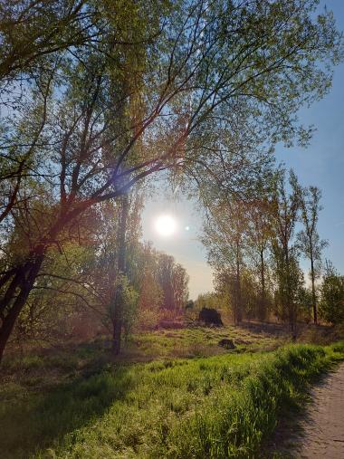 Sonne zwischen Bäumen