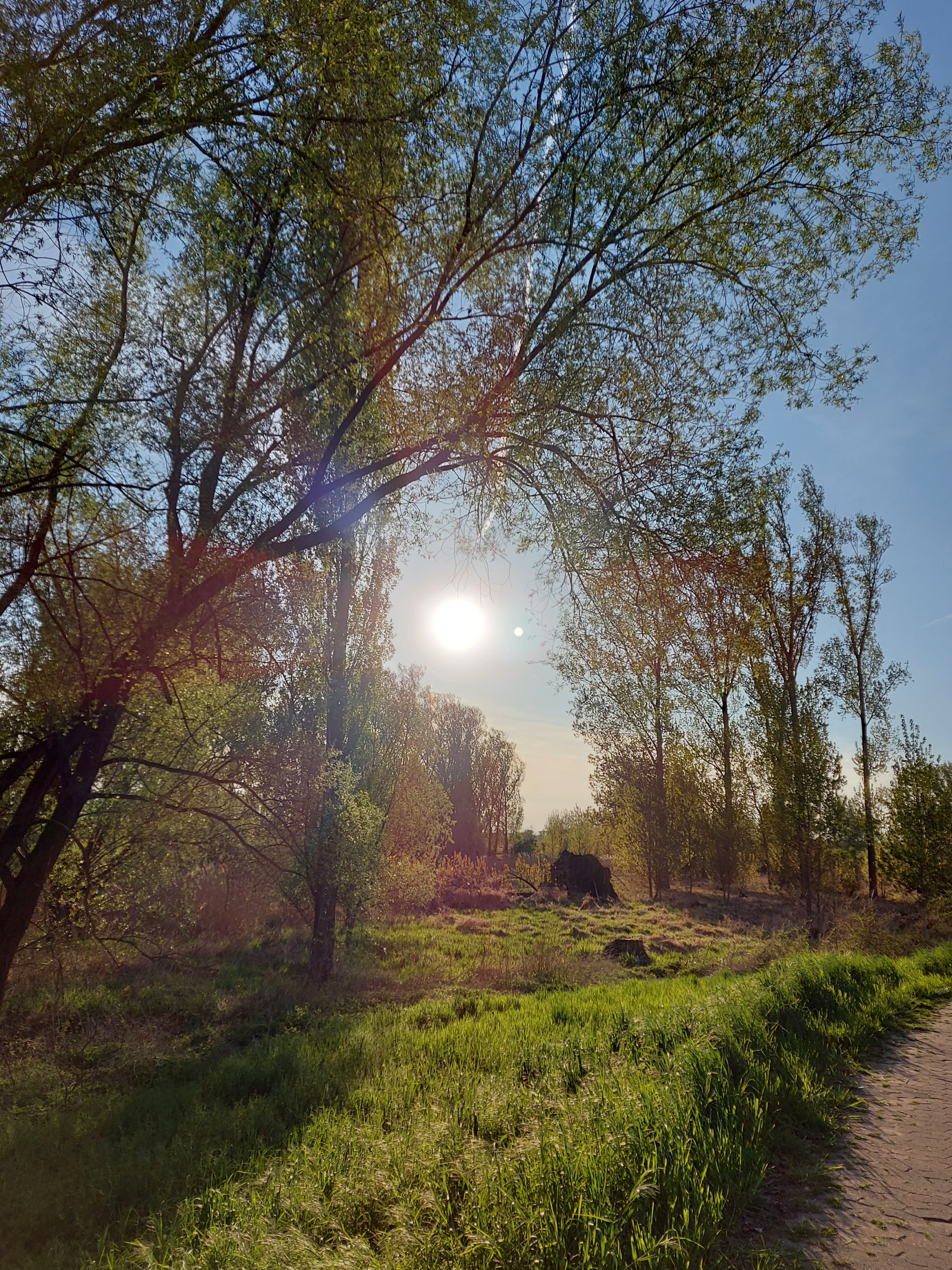 Sonne zwischen Bäumen