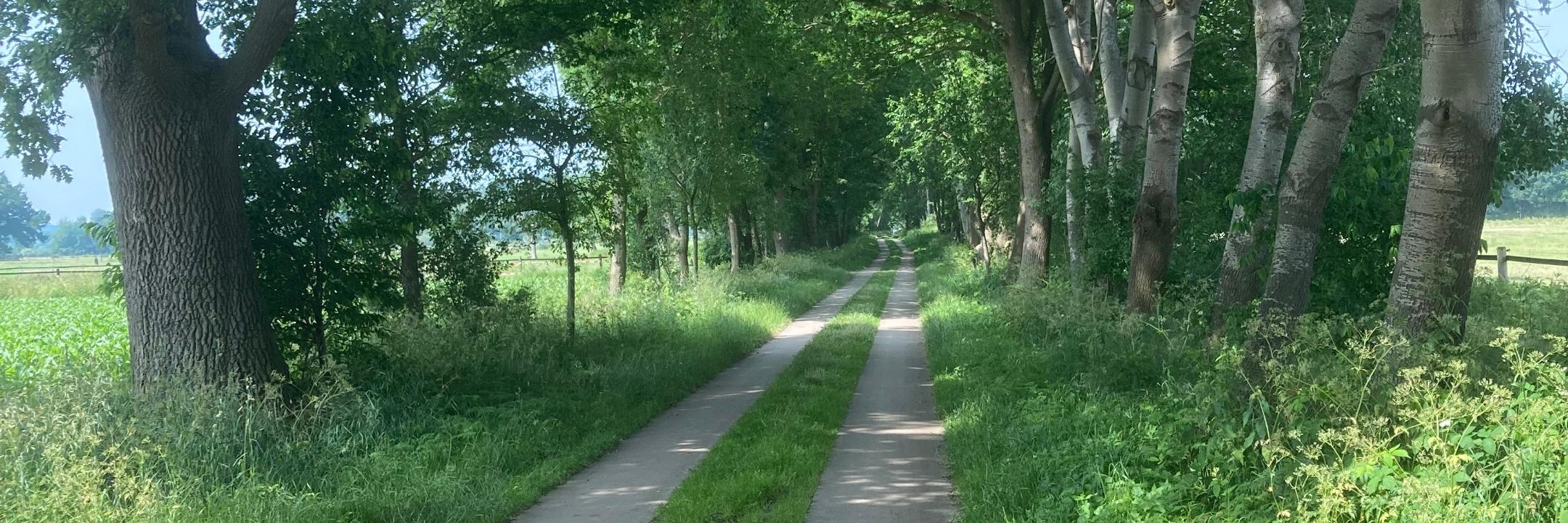 Schattiger Weg durch eine Allee