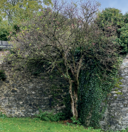 Garten des Wandels - Frauenberg