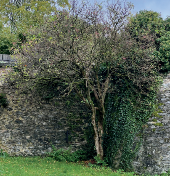 Garten des Wandels - Frauenberg