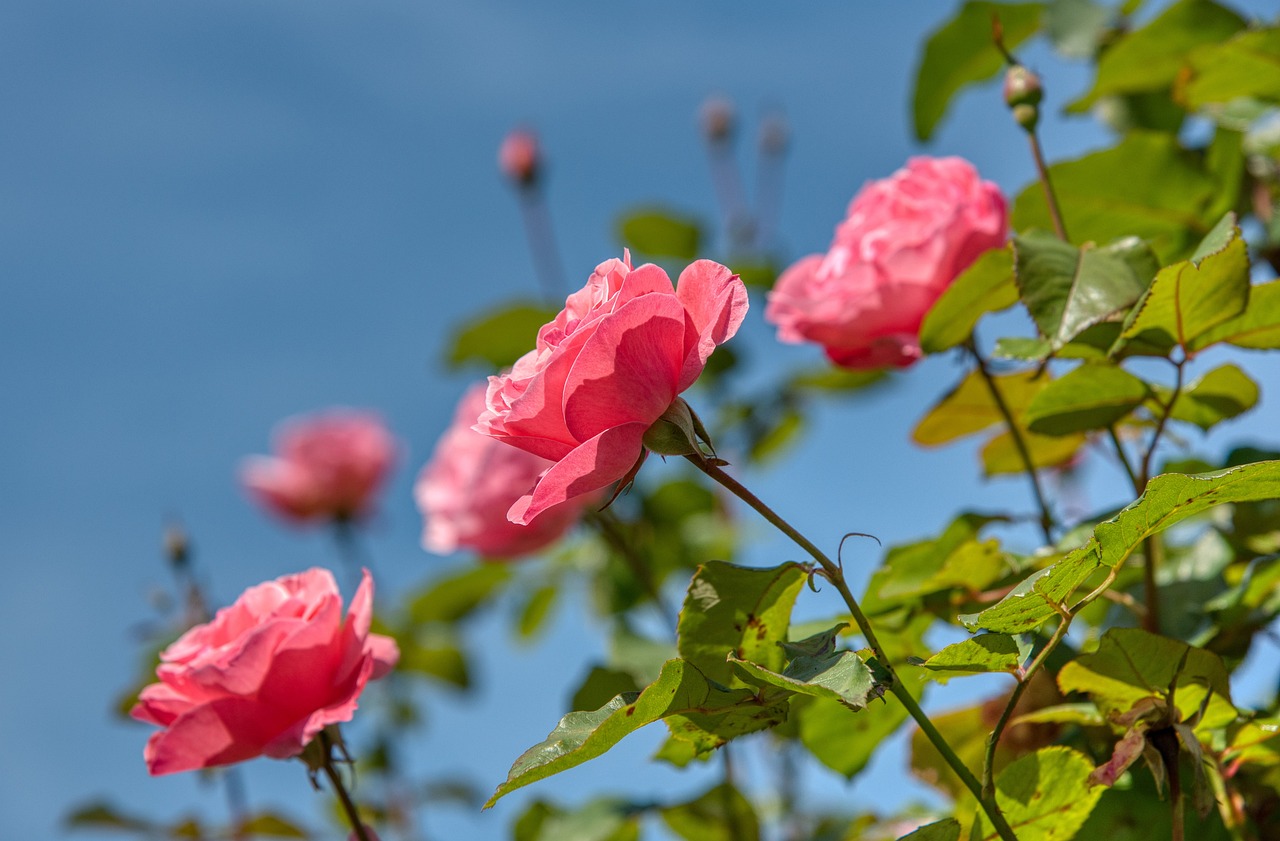 roses-4476931_1280