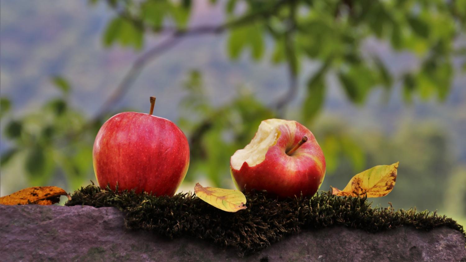 apple-3659801_by_pasja1000_pixabay_pfarrbriefservice