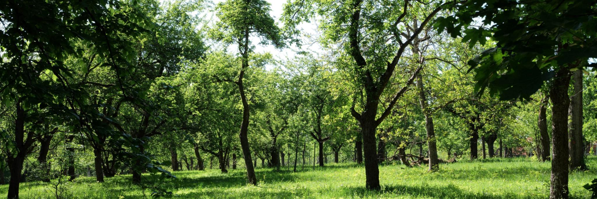 Helle grüne Wiese mit wenigen Obstbäumen