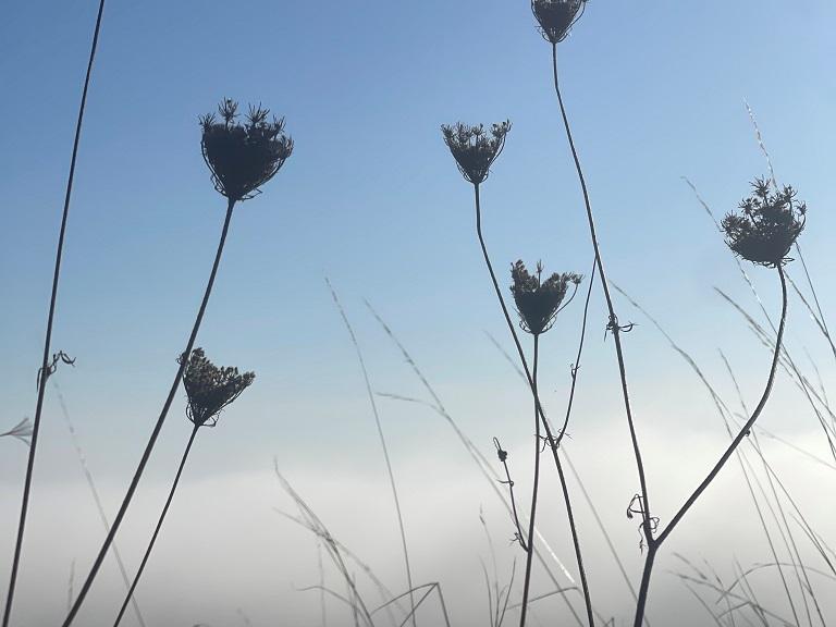 Vertrocknete Blumen vor blauem Himmel und über nebeligem Boden