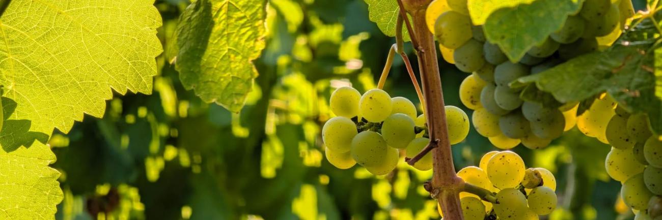 Reben, die Frucht tragen (c) Christian Schmitt In: Pfarrbriefservice.de Reben, die Frucht tragen