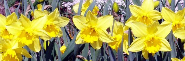 maerzenbecher-223_by_martin_manigatterer_pfarrbriefservice (c) Martin Manigatterer - Pfarrbriefservice maerzenbecher-223_by_martin_manigatterer_pfarrbriefservice