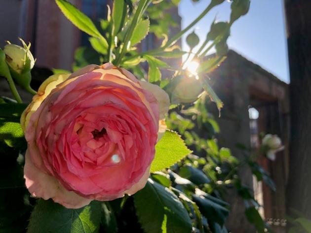 Rose