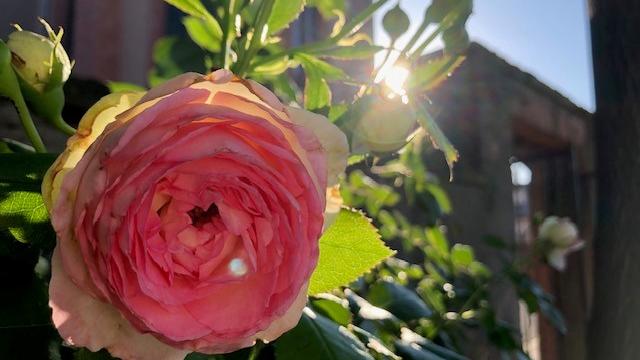 Rose (c) Ruth Lehnen Rose