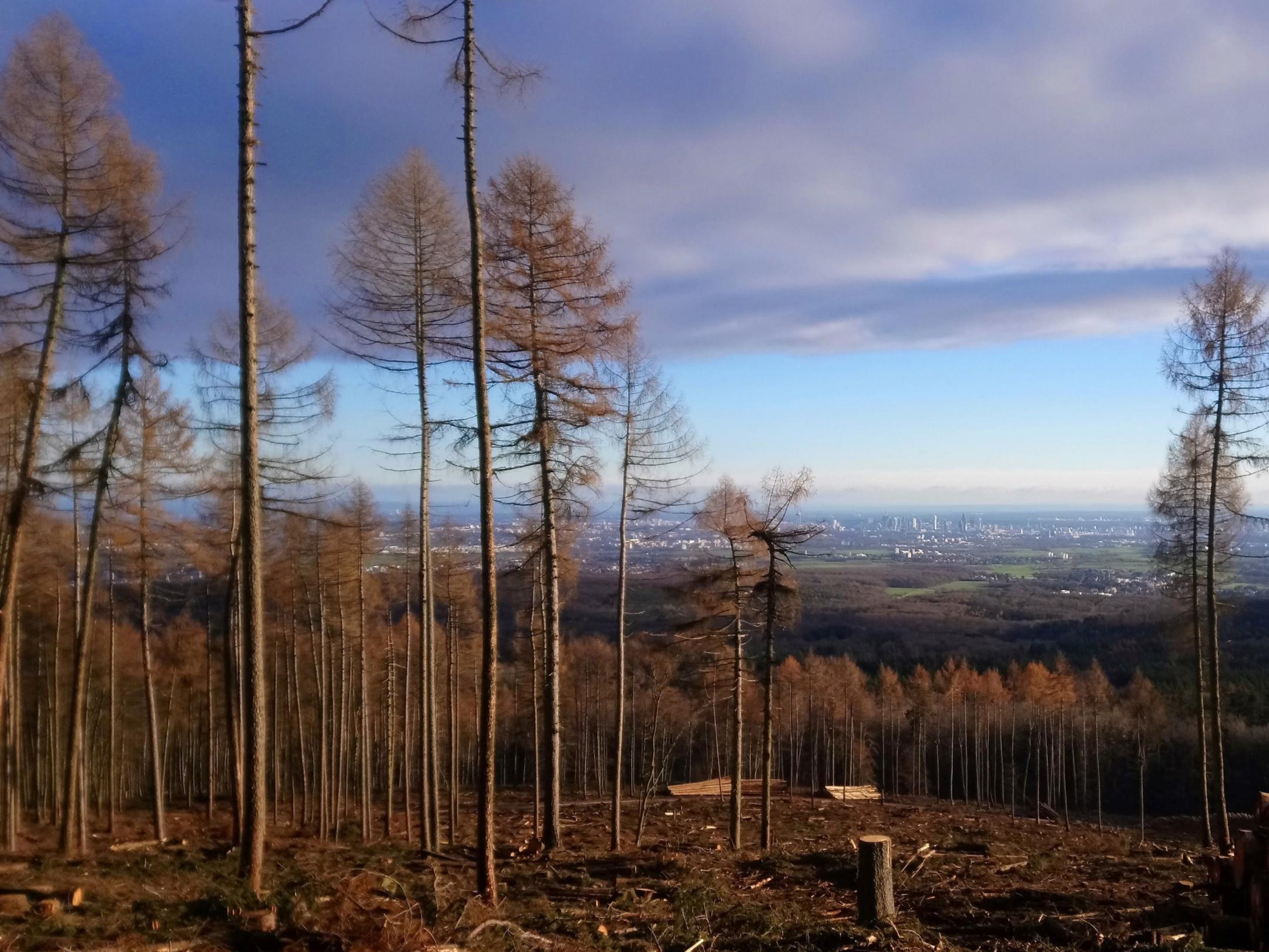 Waldsterben in Folge des Klimawandels