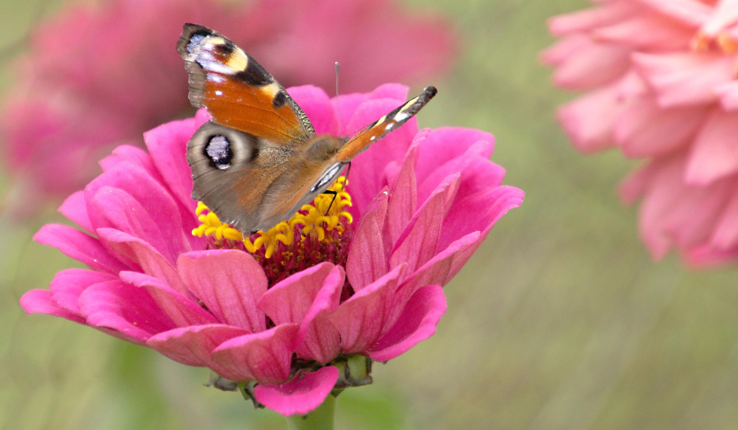 Pfauenauge (Schmetterling) sitzt auf einer pinken Blüte.