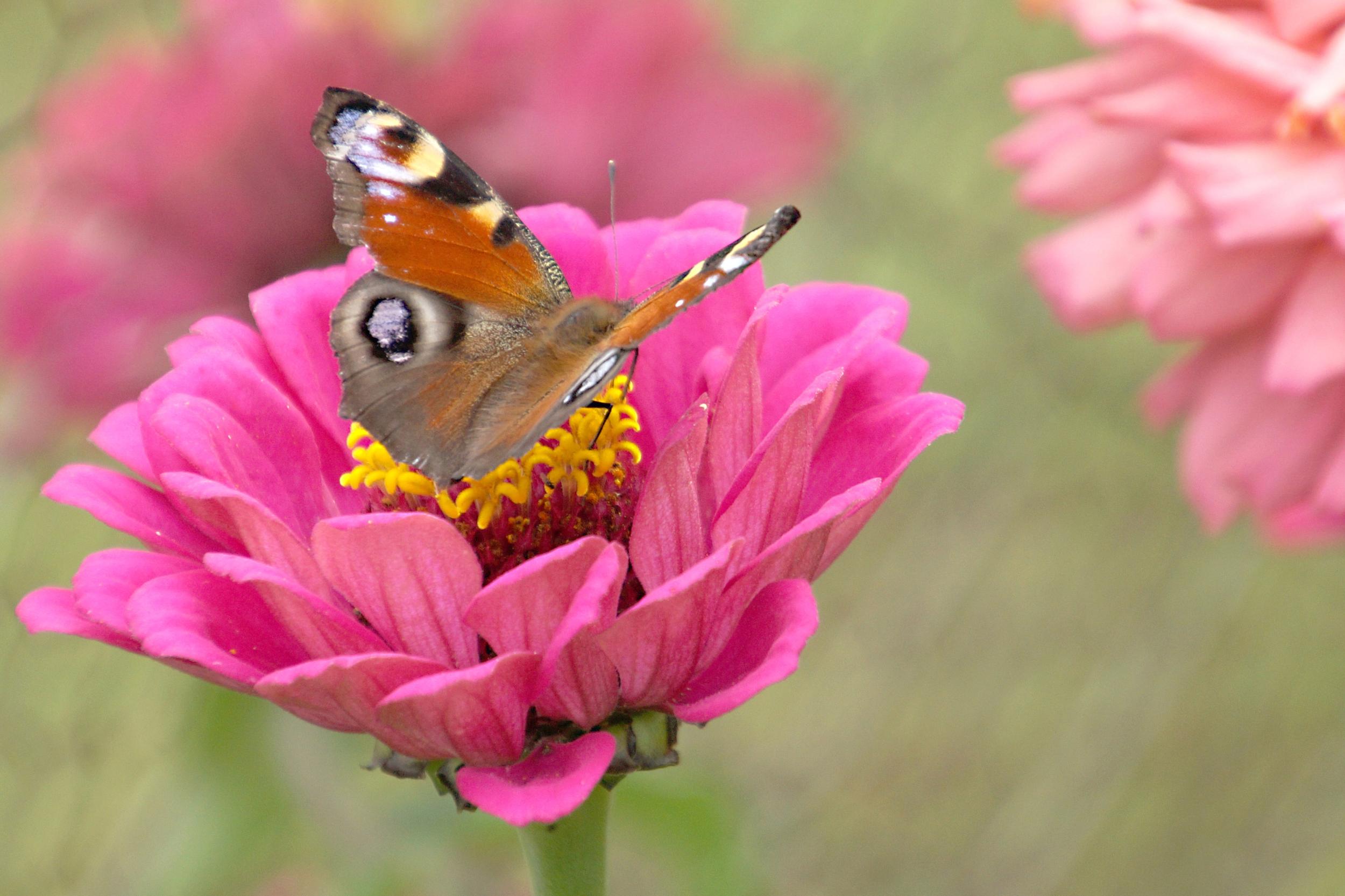 Pfauenauge (Schmetterling) sitzt auf einer pinken Blüte.