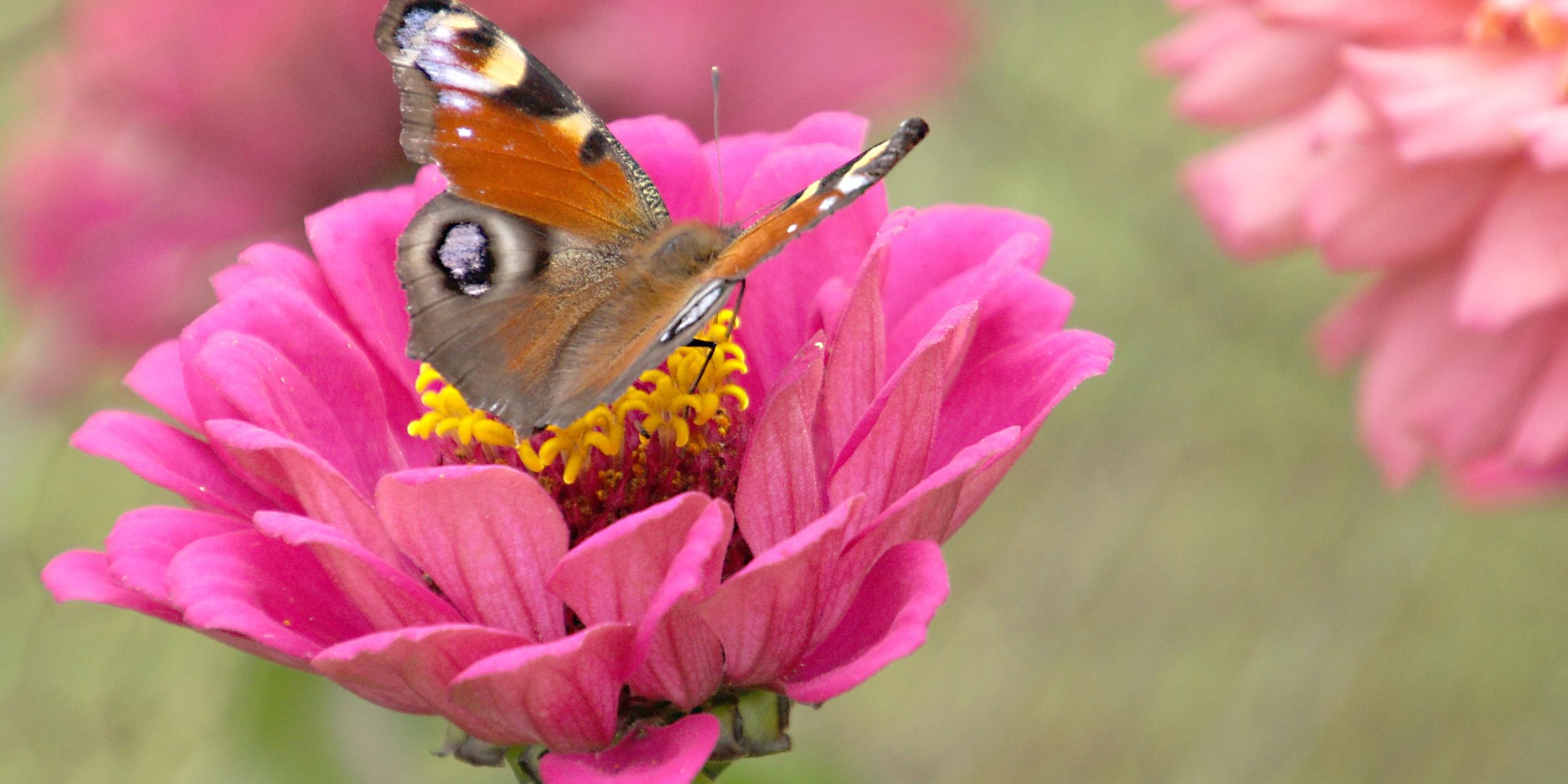 Pfauenauge (Schmetterling) sitzt auf einer pinken Blüte.