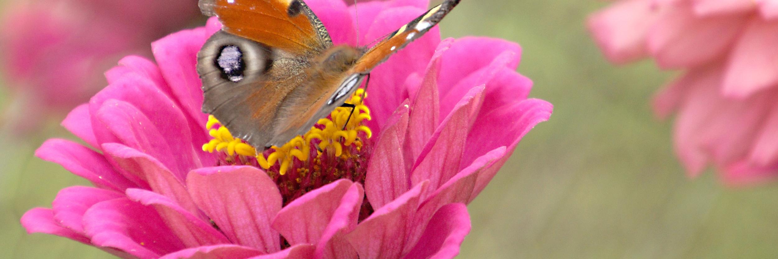 Pfauenauge (Schmetterling) sitzt auf einer pinken Blüte.