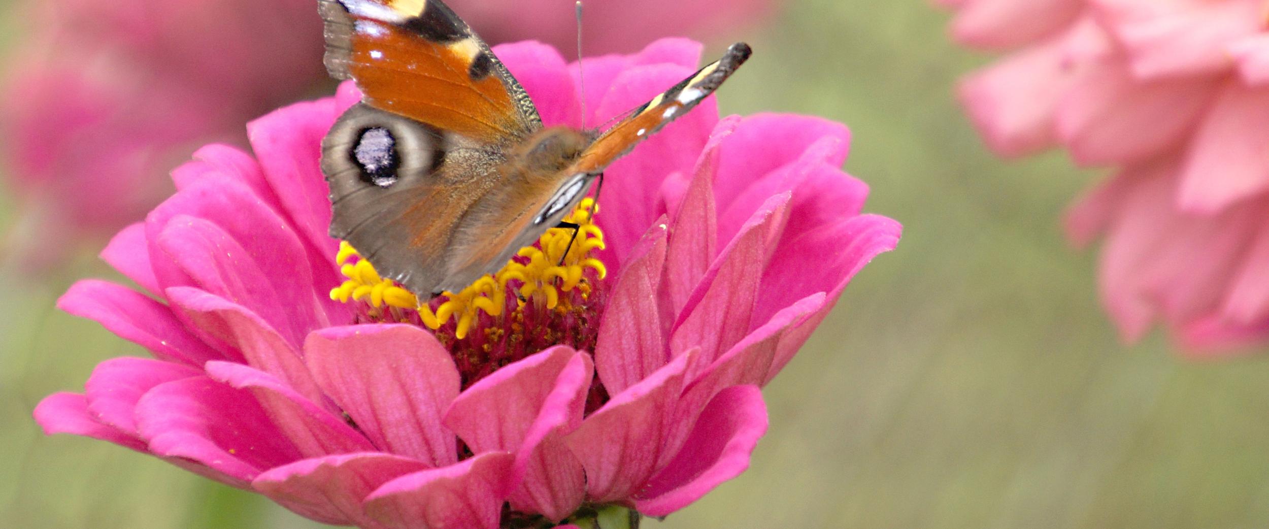 Pfauenauge (Schmetterling) sitzt auf einer pinken Blüte.