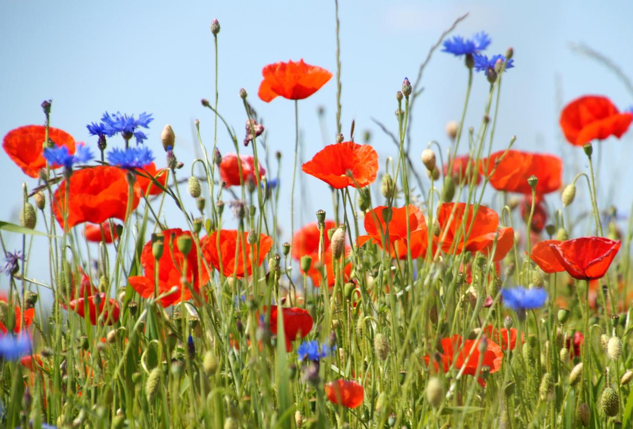 Rote Mohnblumen und blaue Kornblumen auf einer Blumenwiese unter blauem Himmel.