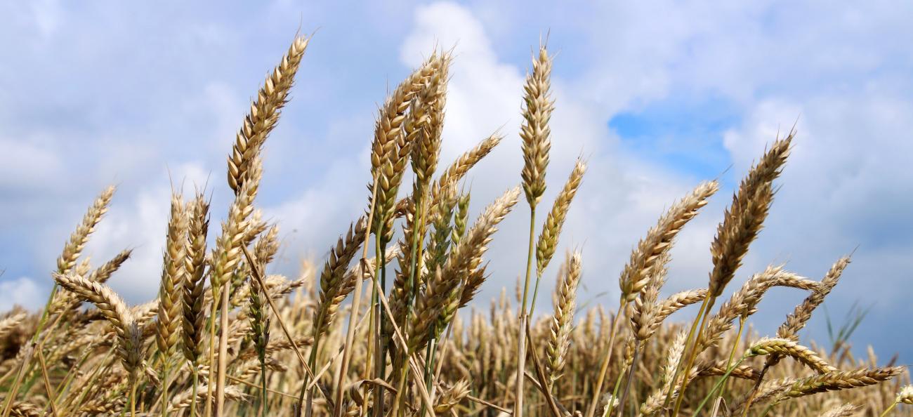 Vor der Ernte: Getreideähren