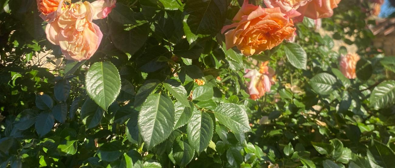 Rose