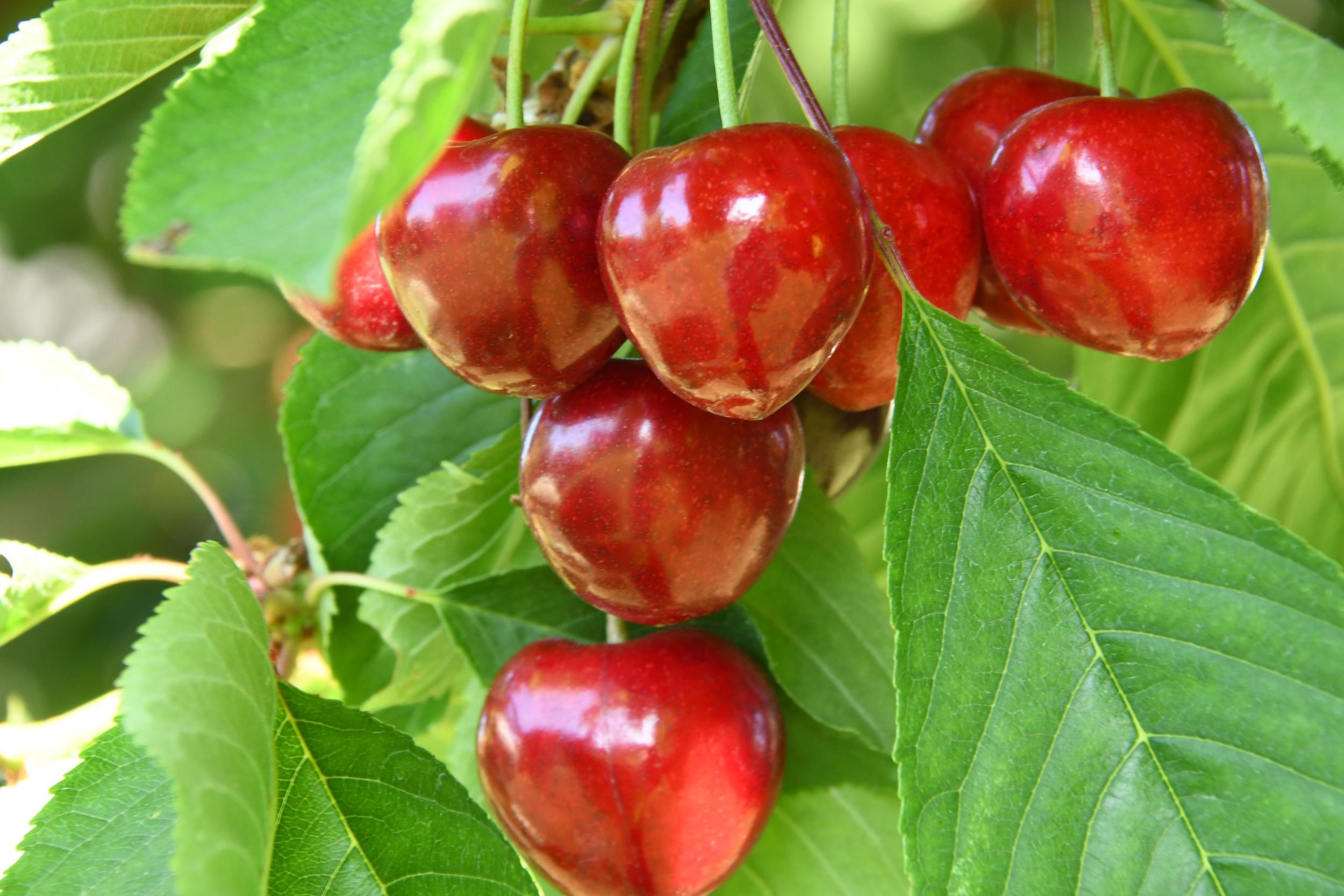Rote Kirschen hängen am Baum zwischen grünen Blättern.