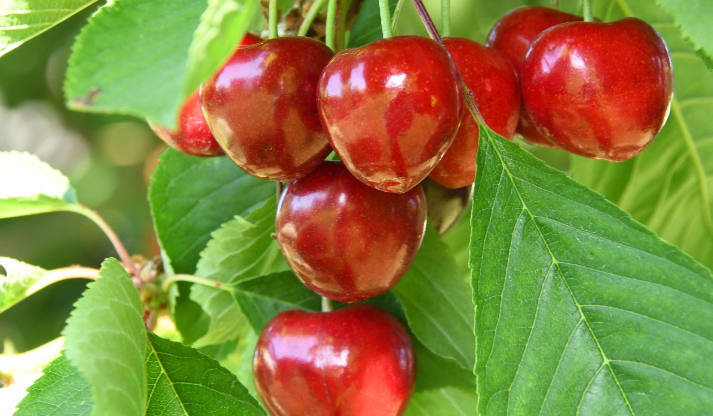 Rote Kirschen hängen am Baum zwischen grünen Blättern.