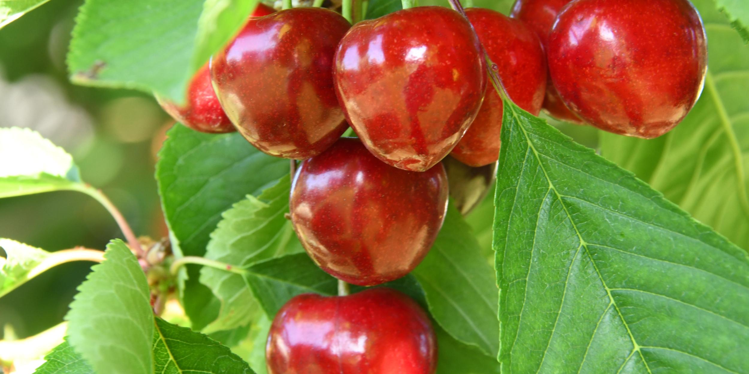 Rote Kirschen hängen am Baum zwischen grünen Blättern.