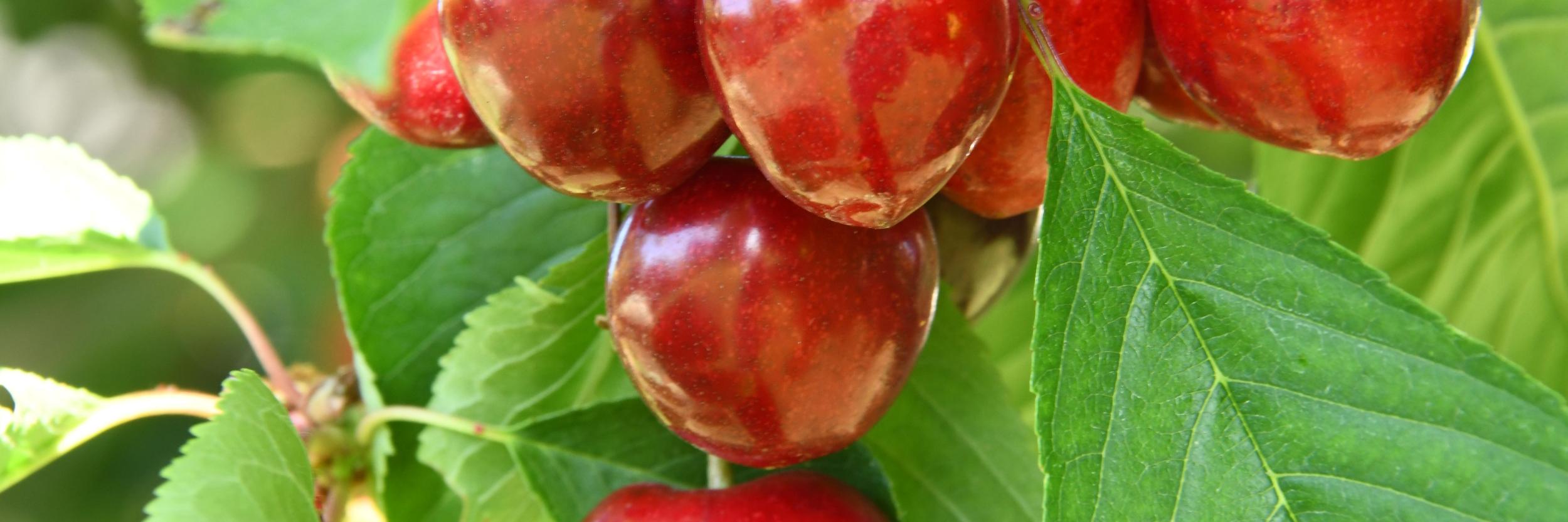 Rote Kirschen hängen am Baum zwischen grünen Blättern.