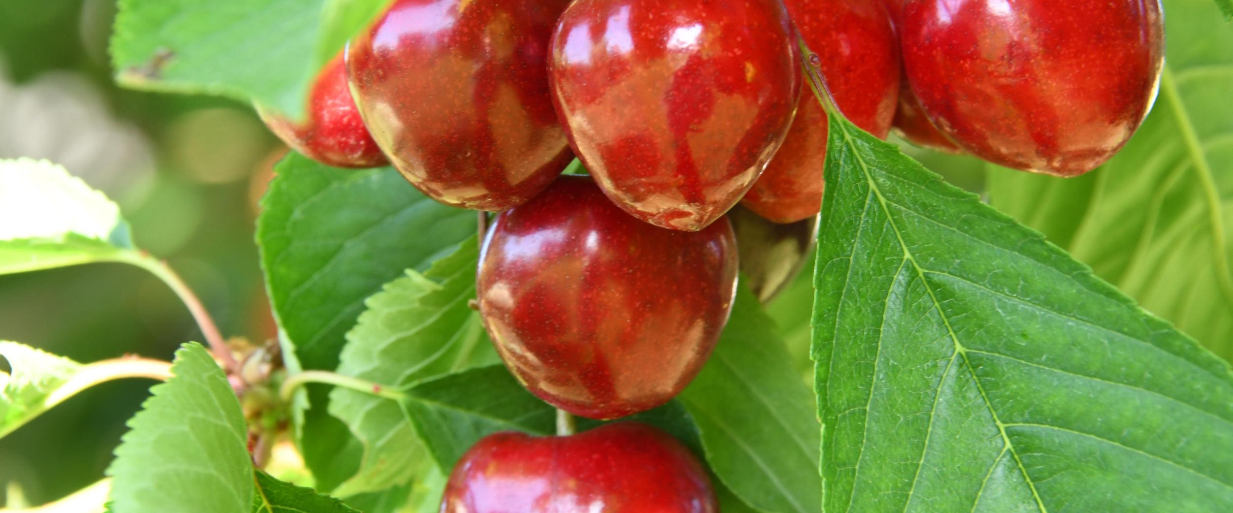 Rote Kirschen hängen am Baum zwischen grünen Blättern.