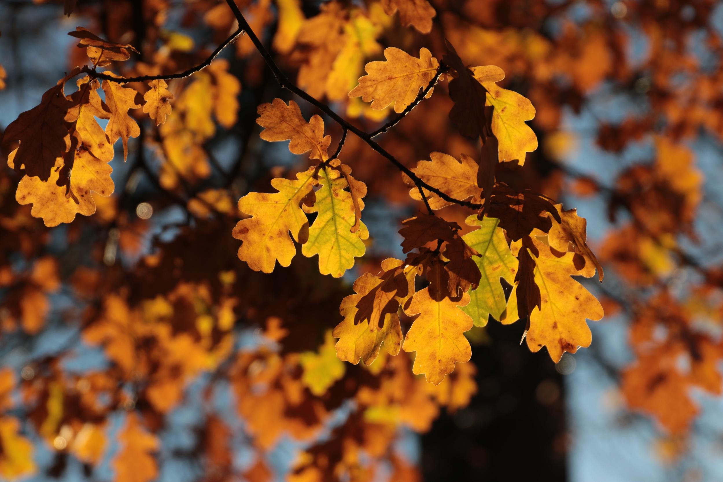 Herbstliche Eichenblätter in warmen Gelb- und Orangetönen im Sonnenlicht