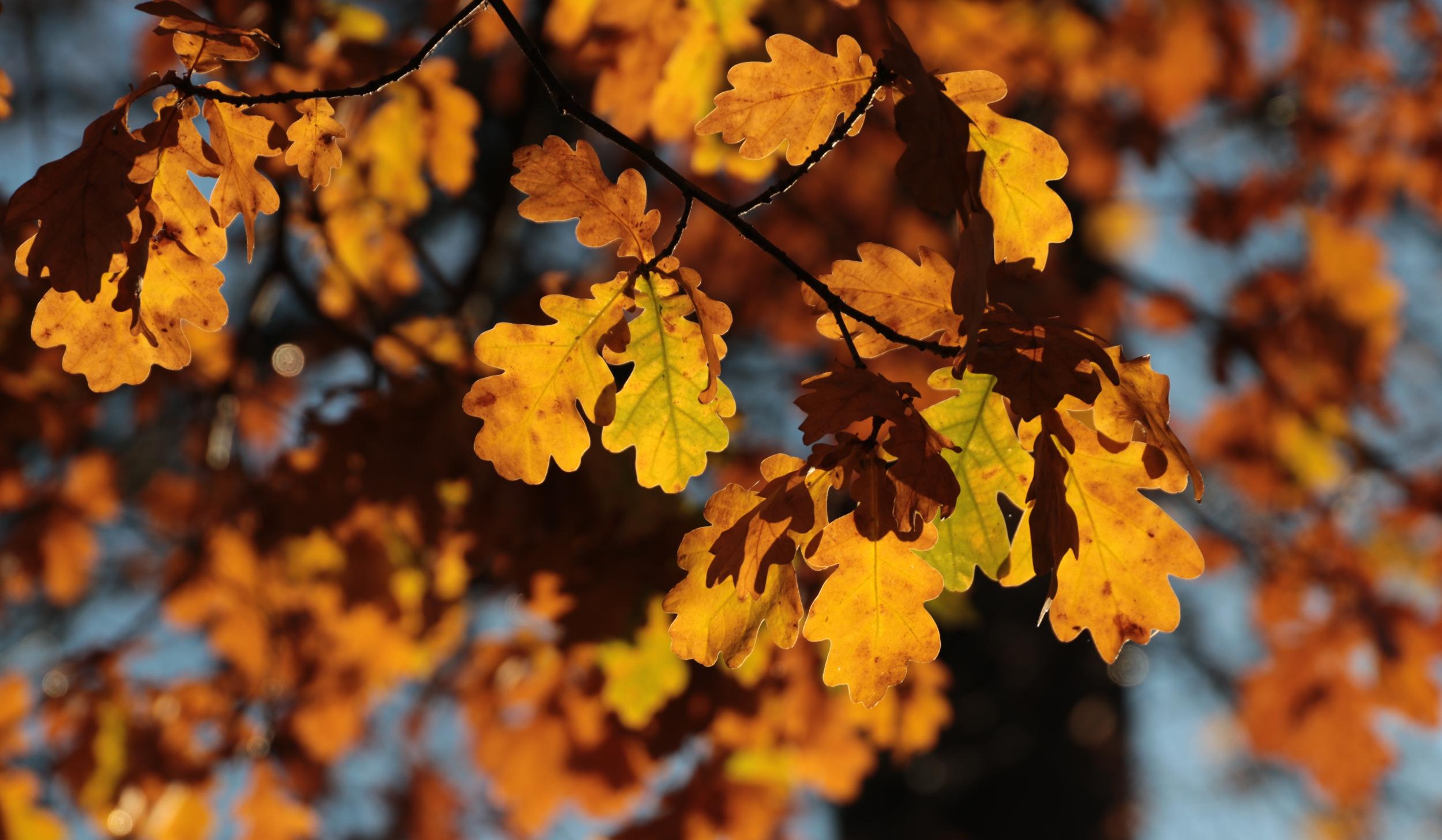 Herbstliche Eichenblätter in warmen Gelb- und Orangetönen im Sonnenlicht